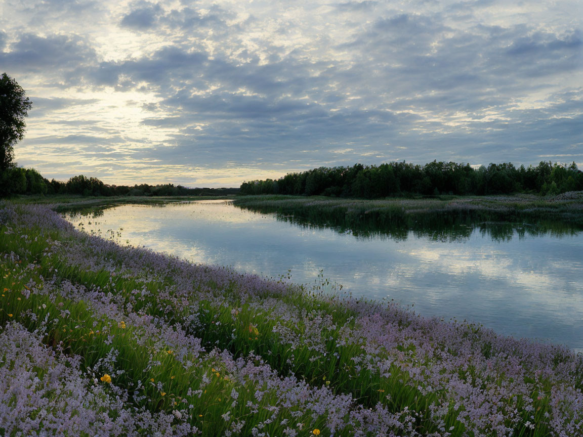 Tranquil river with purple flowers under cloudy sky