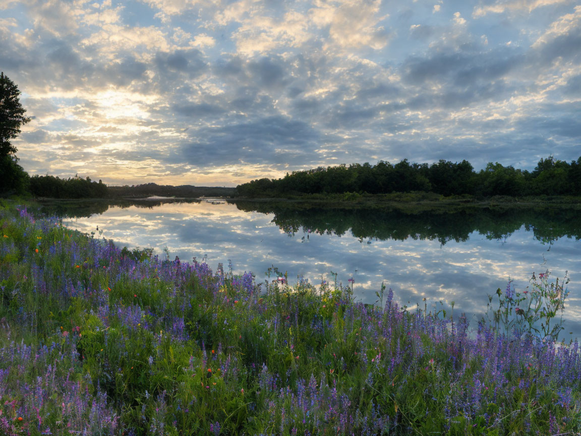 Tranquil sunrise scene: lake, cloud reflections, wildflowers, greenery, partly cloudy sky