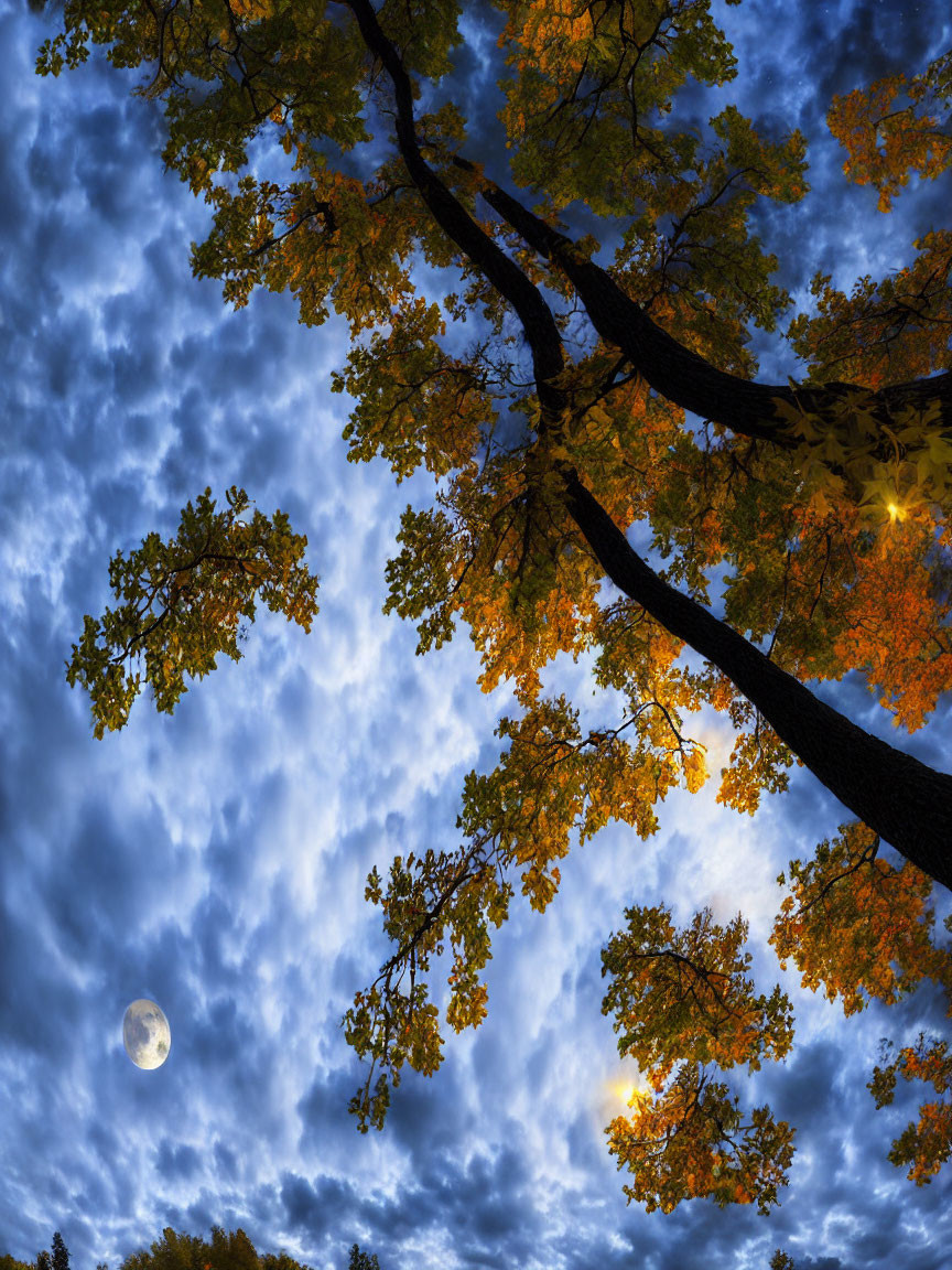 Autumn leaves on tree branches under moonlit night sky