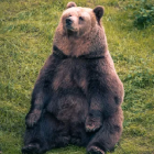 Bear blowing bubbles in forest clearing with black jar labeled '984'