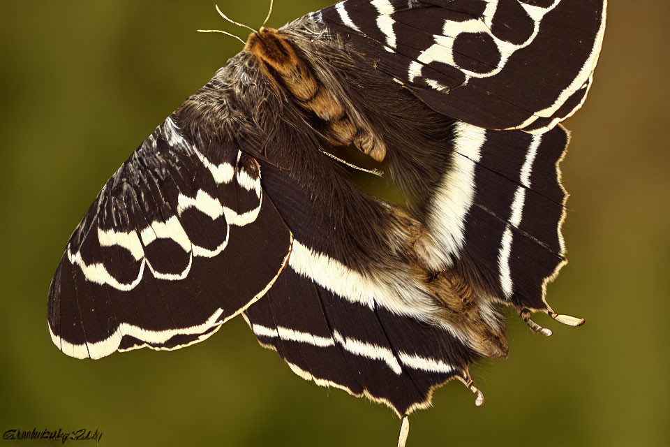 Brown and White Patterned Moth with Furry Body on Green Background