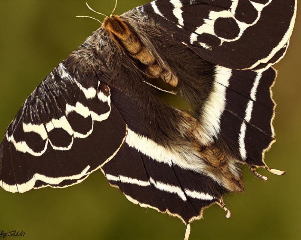 Brown and White Patterned Moth with Furry Body on Green Background