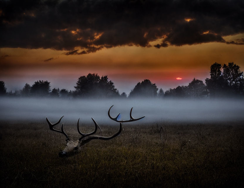 Misty sunrise field scene with stag silhouette