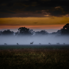 Misty sunrise field scene with stag silhouette