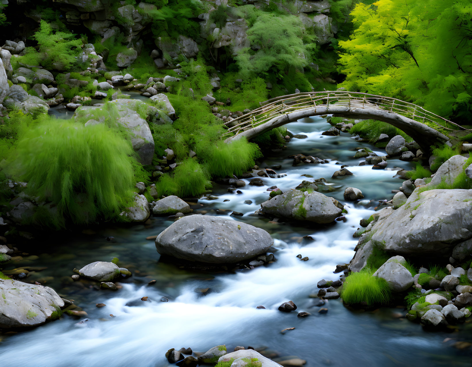 Tranquil forest scene: stream, wooden bridge, green foliage