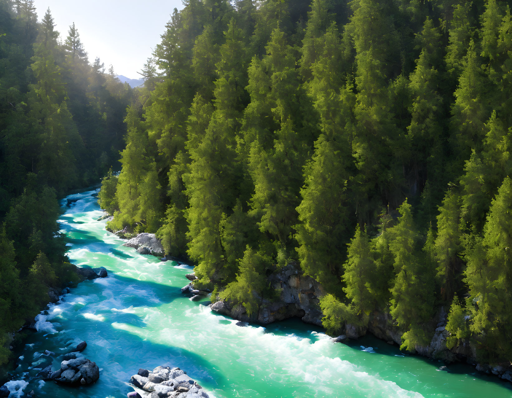 Turquoise River Flowing Through Dense Pine Forest