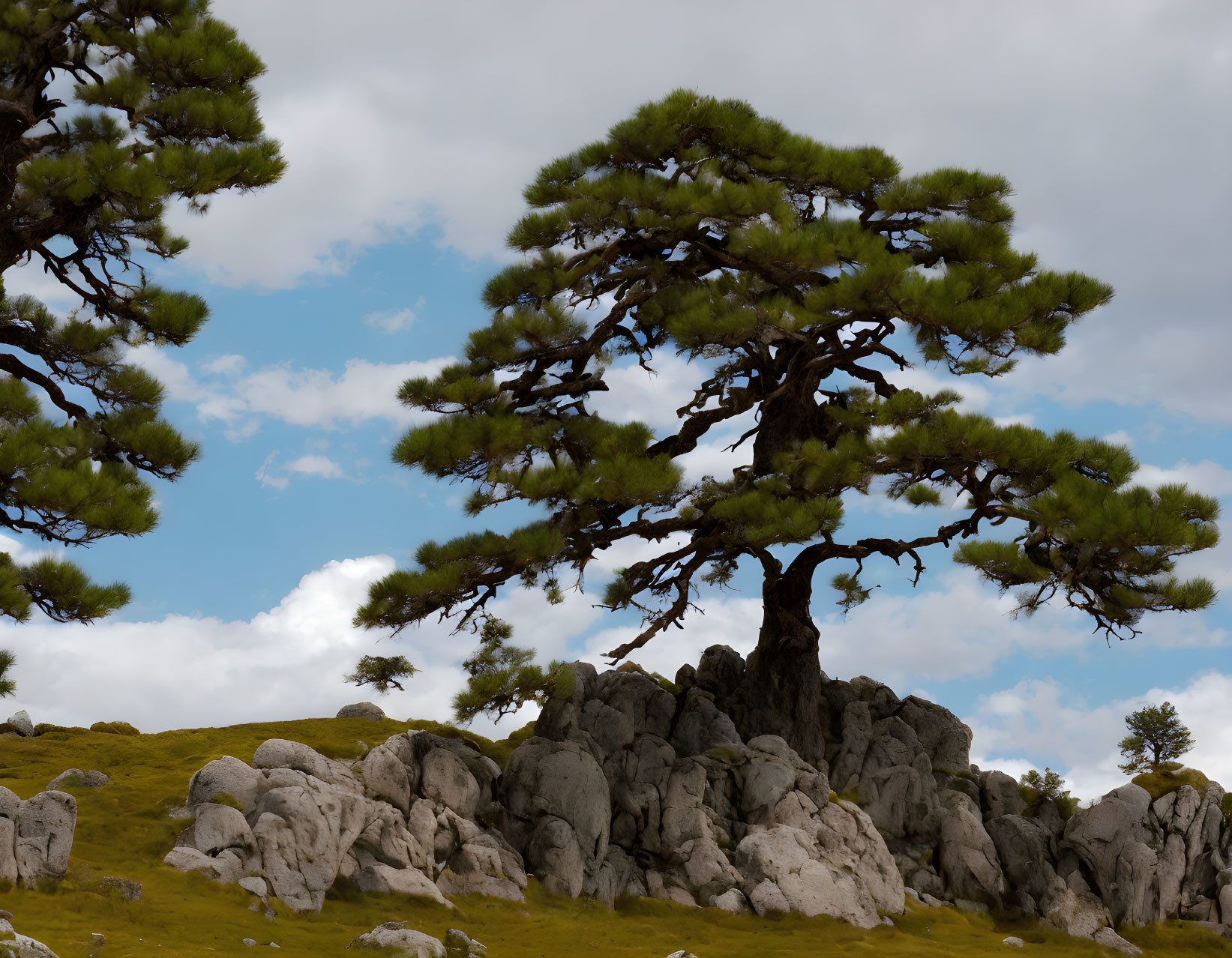 Majestic pine tree on rugged rocks under blue sky and fluffy clouds.