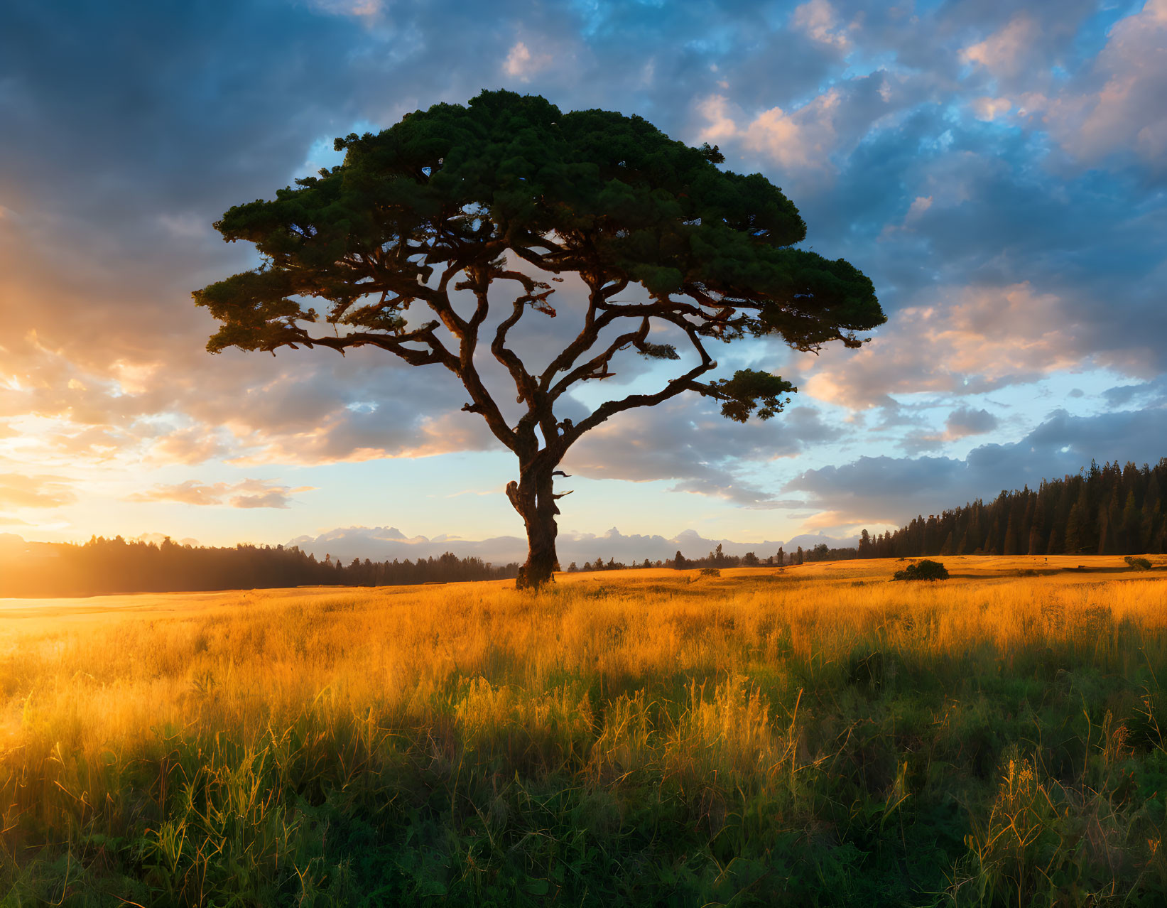 Solitary tree in golden field at sunrise with dramatic sky