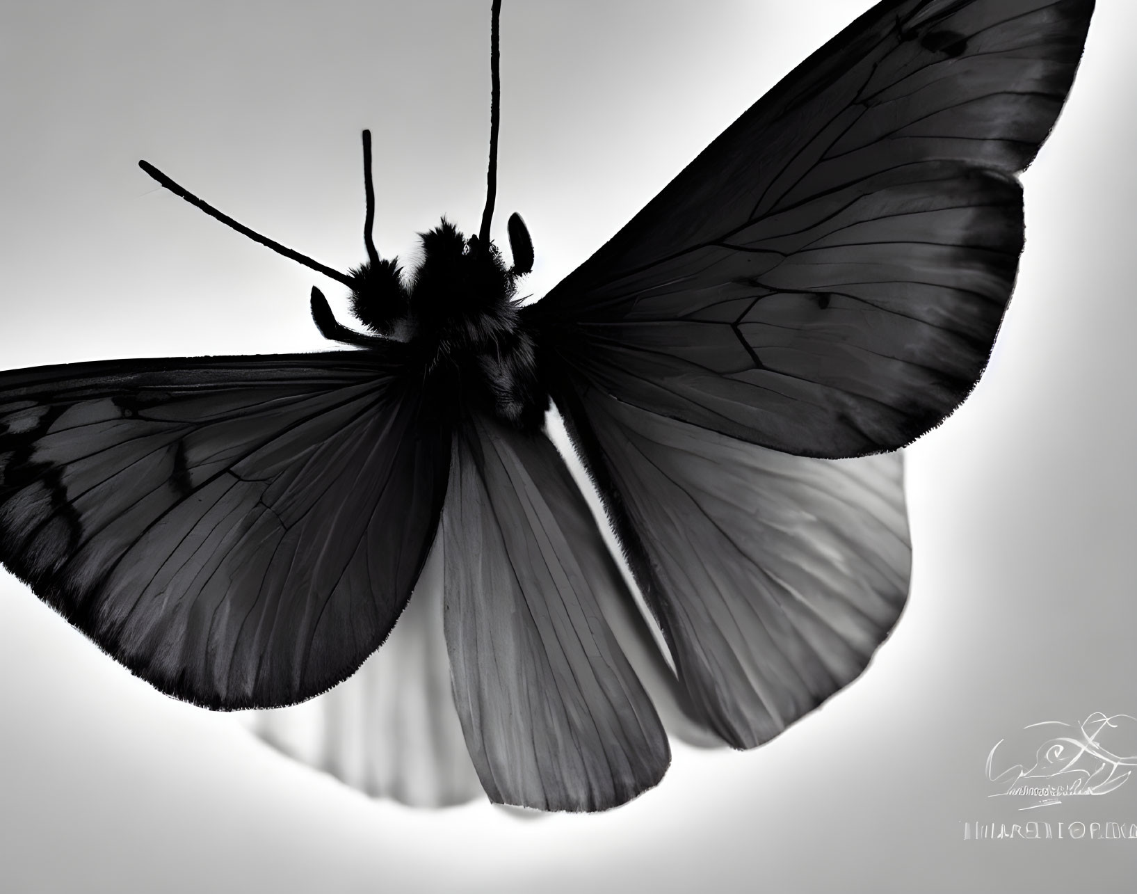 Detailed Monochrome Butterfly Close-Up on Light Background