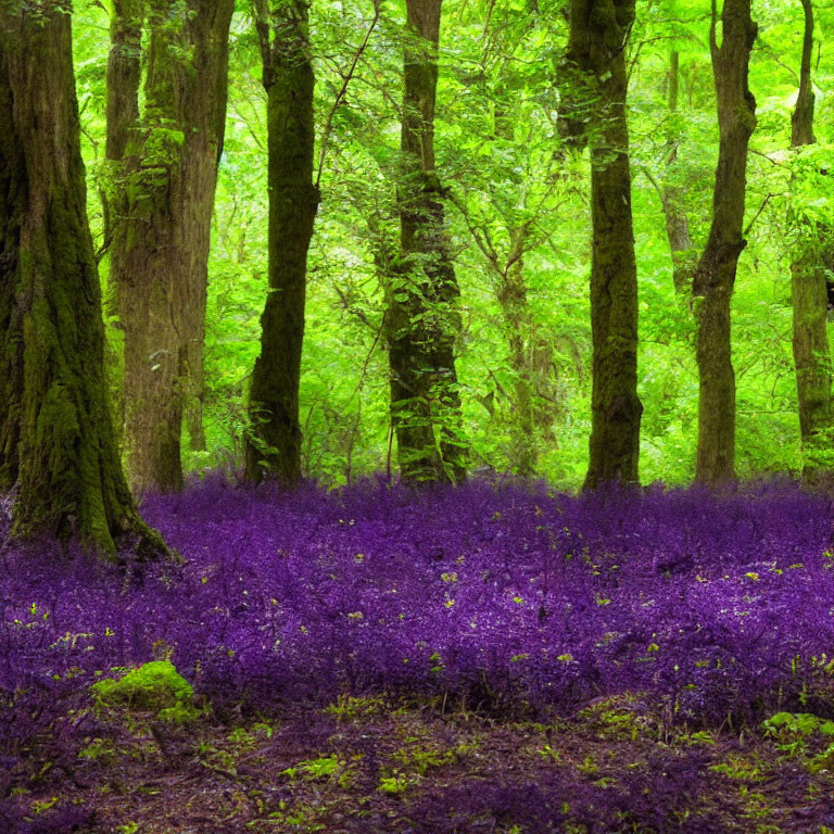 Vibrant purple flowers in lush forest setting