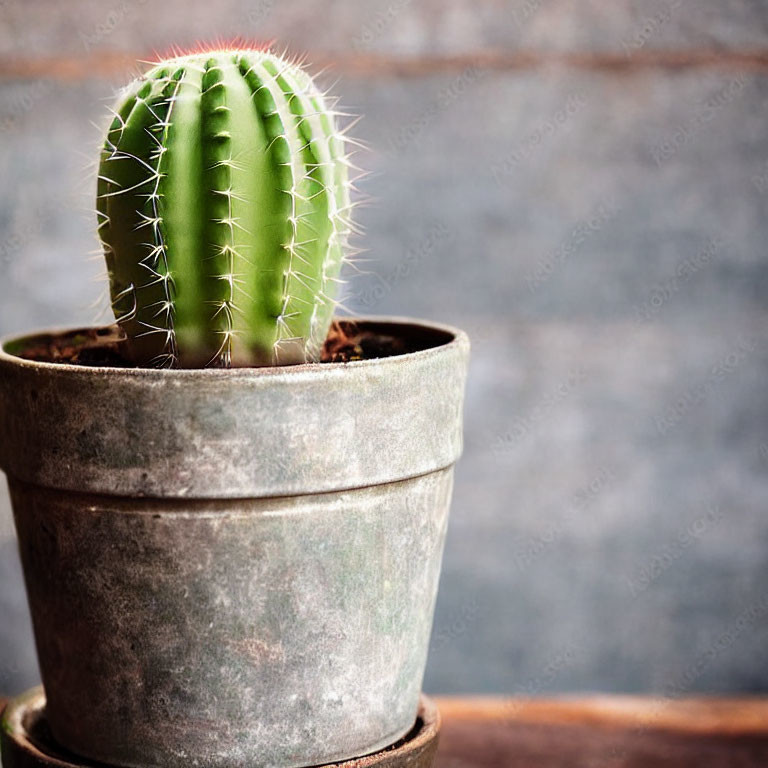 Green cactus with sharp spines in weathered pot on wooden background