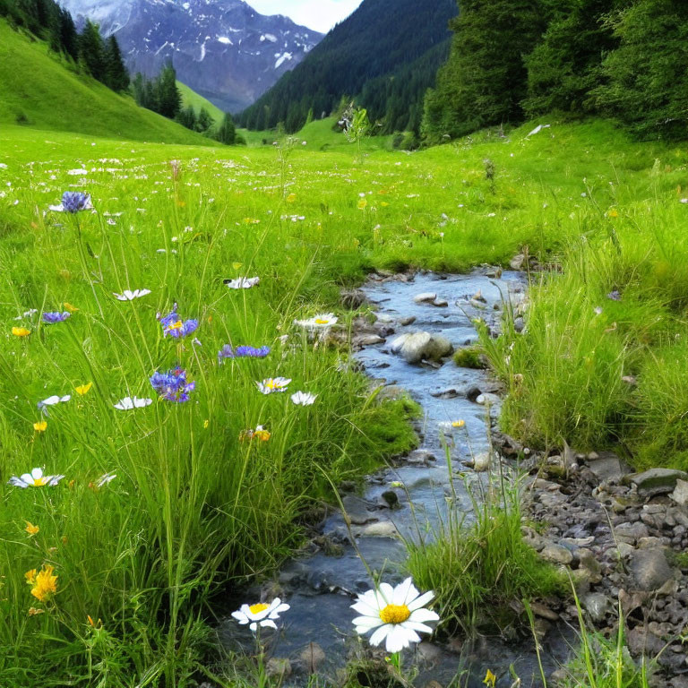 Colorful Wildflowers in Alpine Meadow with Stream and Forested Mountains