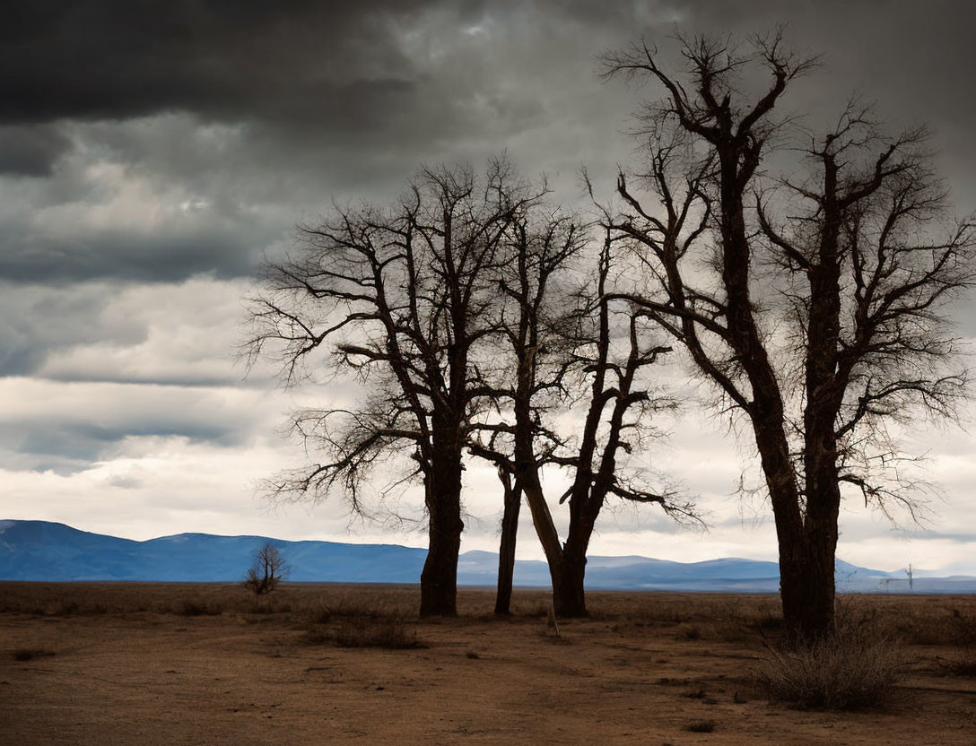 Barren landscape with leafless trees under dramatic overcast sky