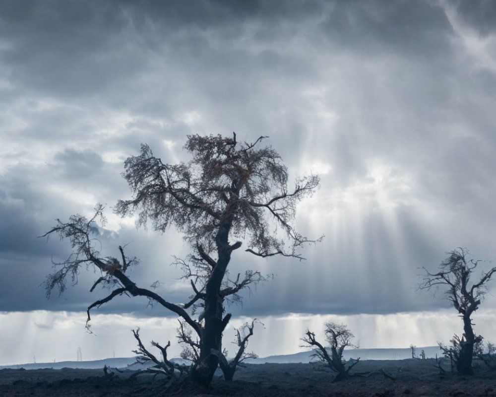 Gnarled tree in moody landscape under stormy sky