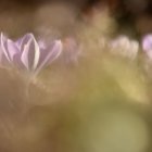 Tranquil pond with pink lotus flowers and reflections in soft light