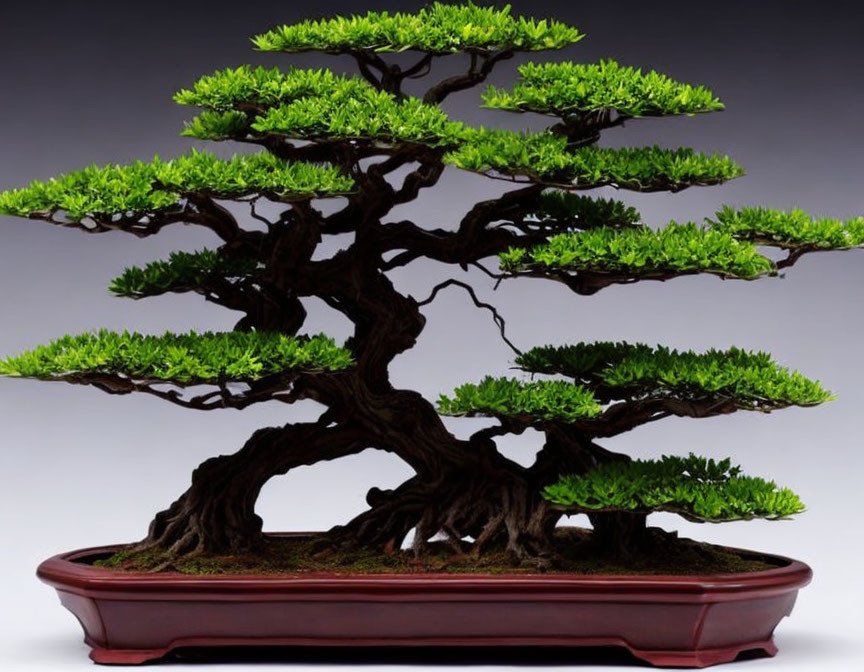 Gnarled dark trunk bonsai with rich green foliage in shallow pot