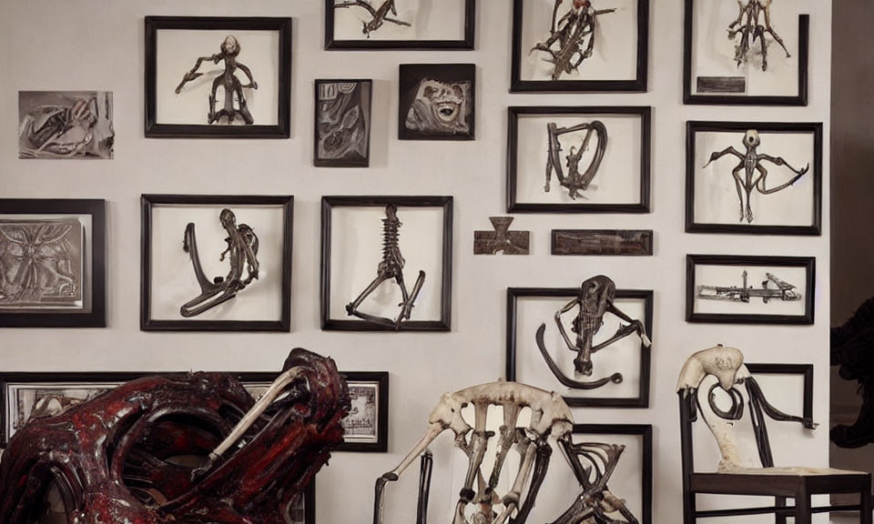 Framed skeletal remains displayed with assorted bones and red structure