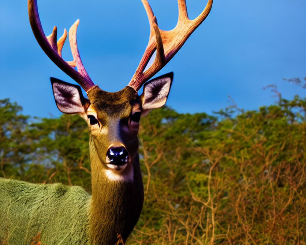 Majestic deer with large antlers in forest setting