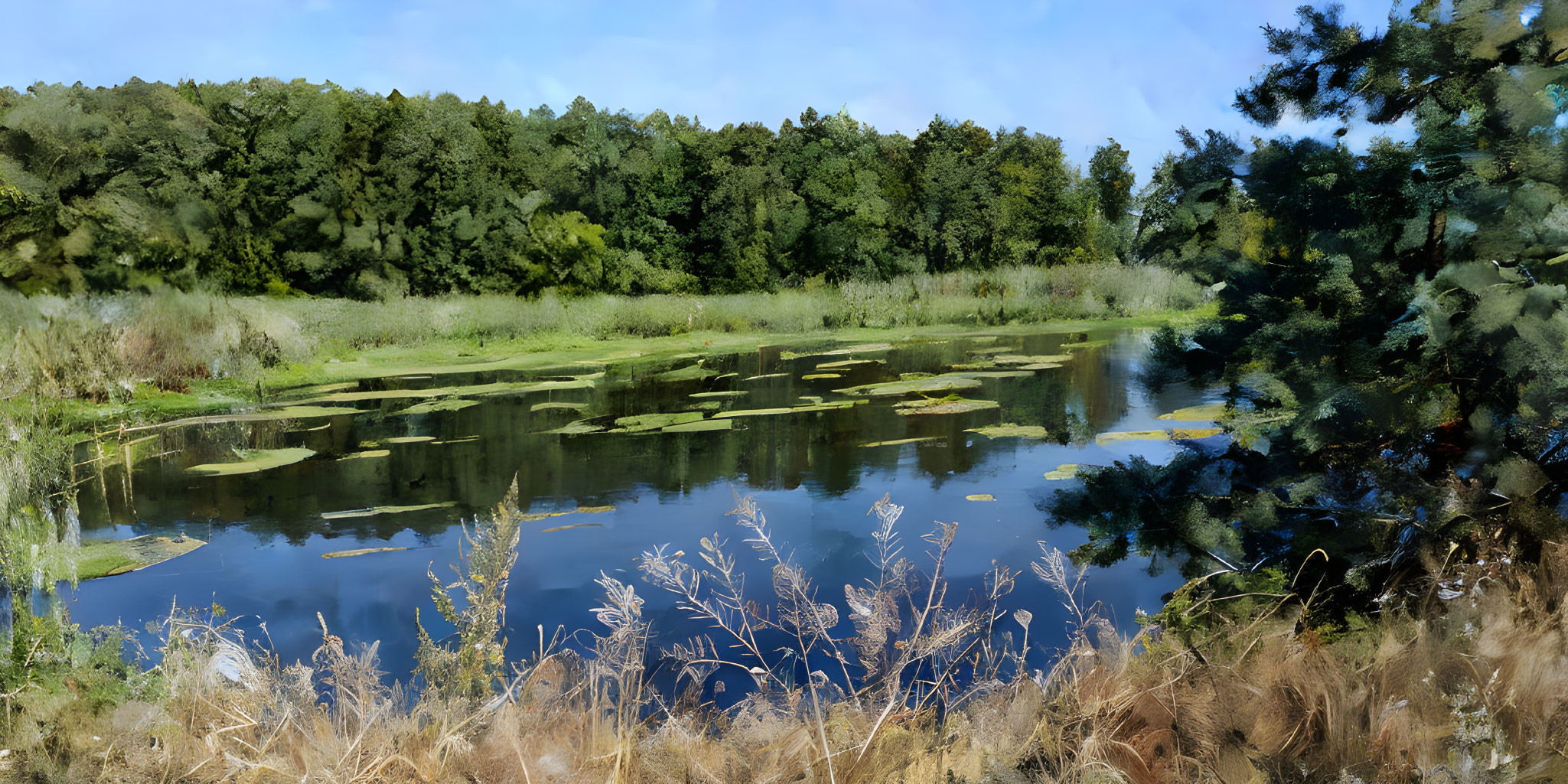 Tranquil wetland with lily pads and lush greenery