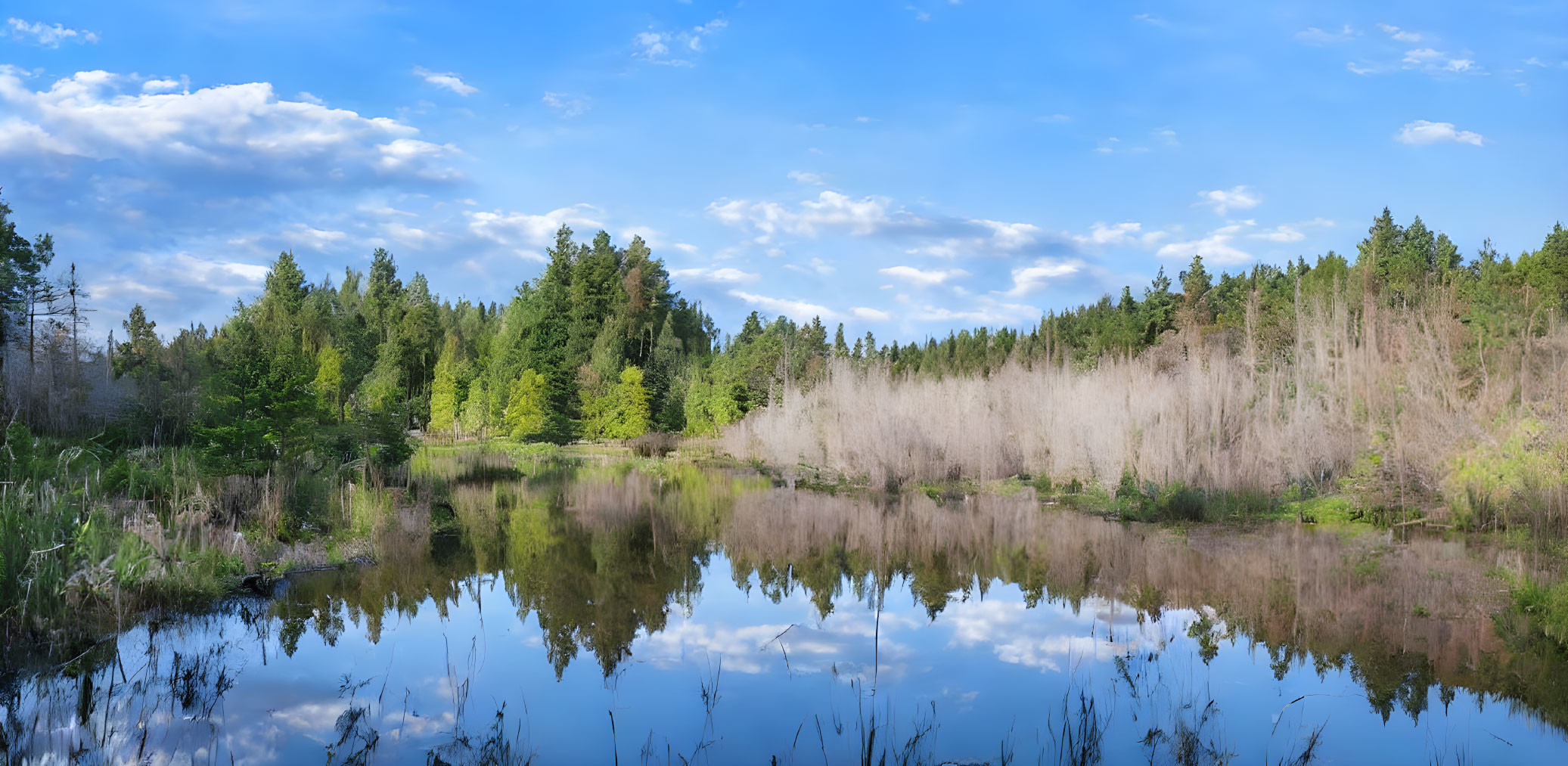 Tranquil lake with lush green trees under a blue sky