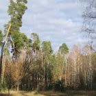 Tranquil forest scene with tall pine trees and sunlit path