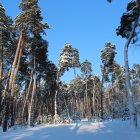 Serene winter forest scene with snow-covered pine trees and sunlight filtering through