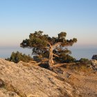 Tranquil landscape with lone tree, rocky terrain, hazy sky, birds, and sea.