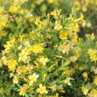 Vibrant yellow flowers and orange berries on lush green shrub