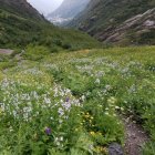 Scenic alpine meadow with wildflowers, dirt path, and snow-capped mountains