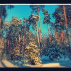 Snow-covered trees in serene winter twilight landscape