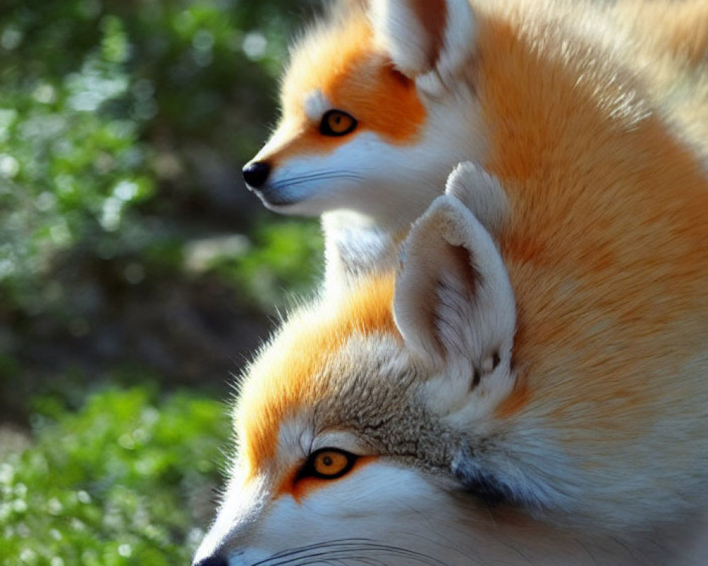 Two red foxes with bright orange fur and piercing eyes in focus.