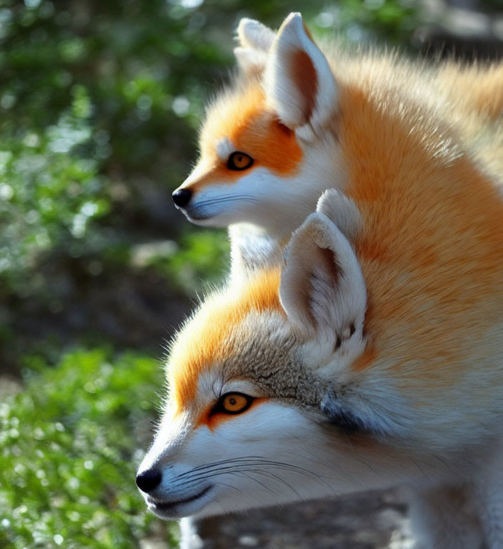 Two red foxes with bright orange fur and piercing eyes in focus.