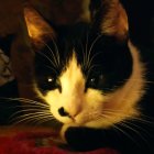 Black and white cat with whiskers on red fabric, second cat silhouette in background