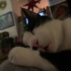 Black and white cat with unique markings and green eyes resting indoors