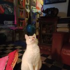 Surreal artwork: white cat on checkerboard floor with oversized furniture