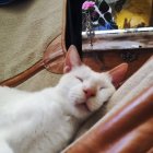 White Cat Sleeping Surrounded by Gold Objects and Doves