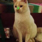 White Cat with Emerald Eyes and Gold Jewelry: Elegant Fantasy Theme