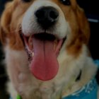 Smiling golden-brown dog with blue bandana and jewelry on black background