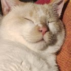 Fluffy white and tan cat with blue eyes on golden cushion with purple flowers