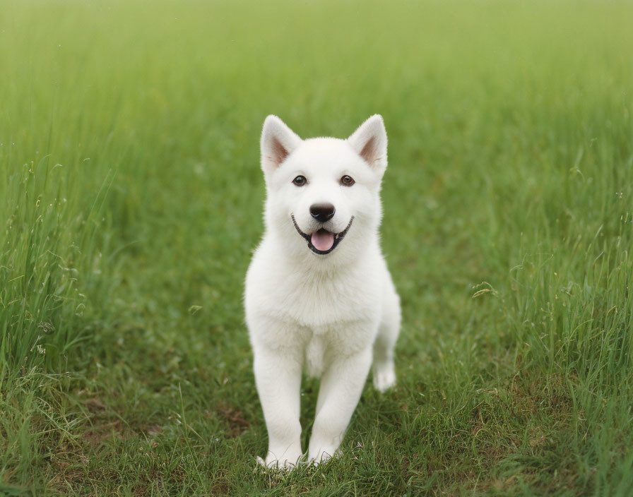 White Puppy Sitting on Green Grass Field with Tongue Out