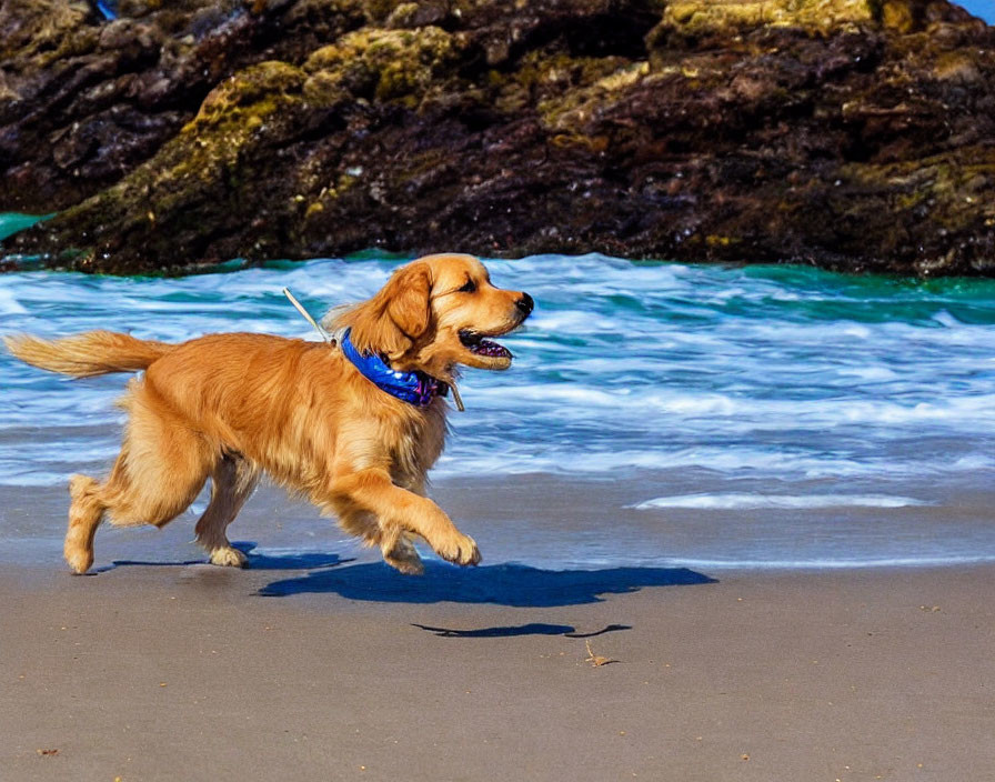 Golden Retriever Dog Running on Beach with Blue Bandana