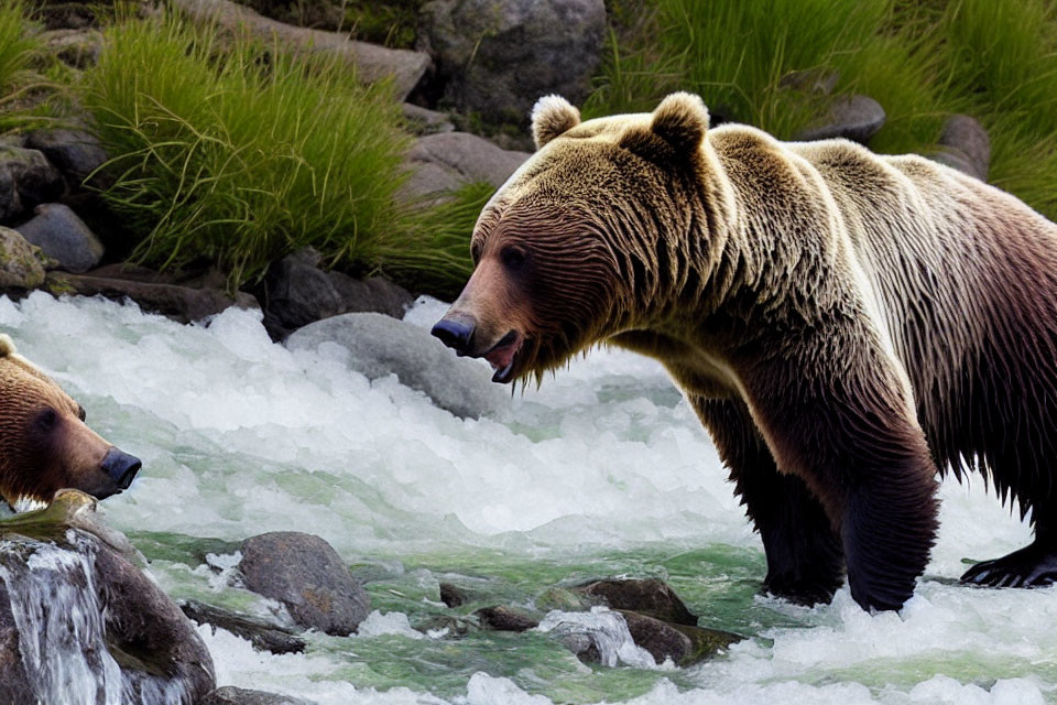 Brown bears near stream with one roaring, surrounded by greenery.