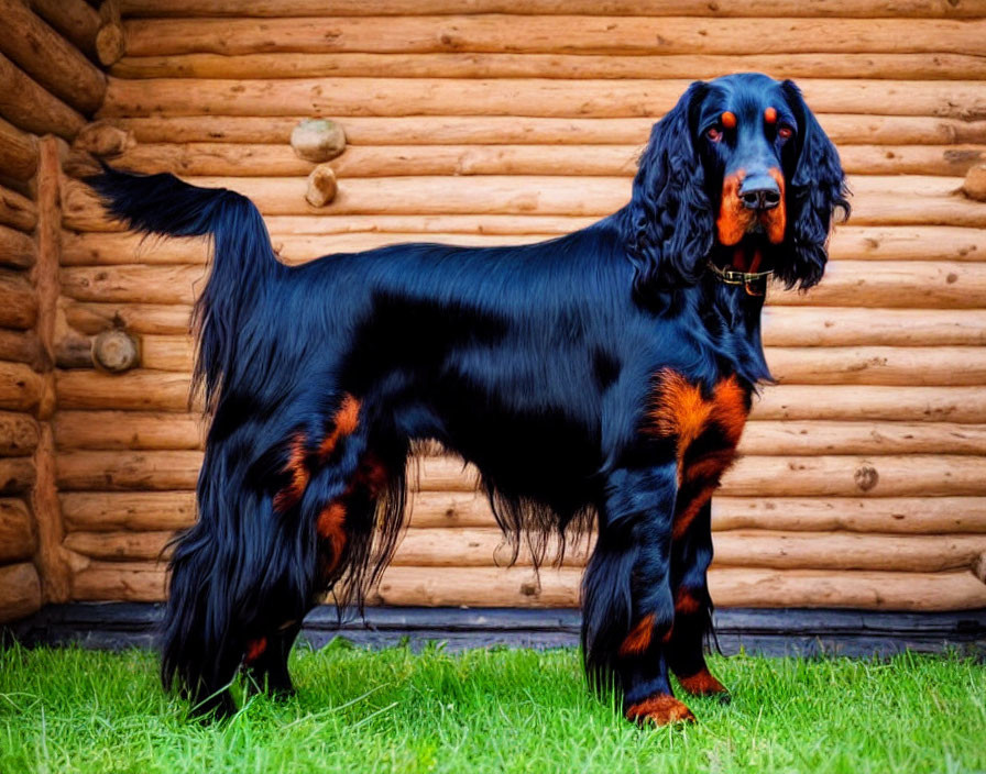 Black and Tan Gordon Setter Dog in Front of Wooden Log Cabin