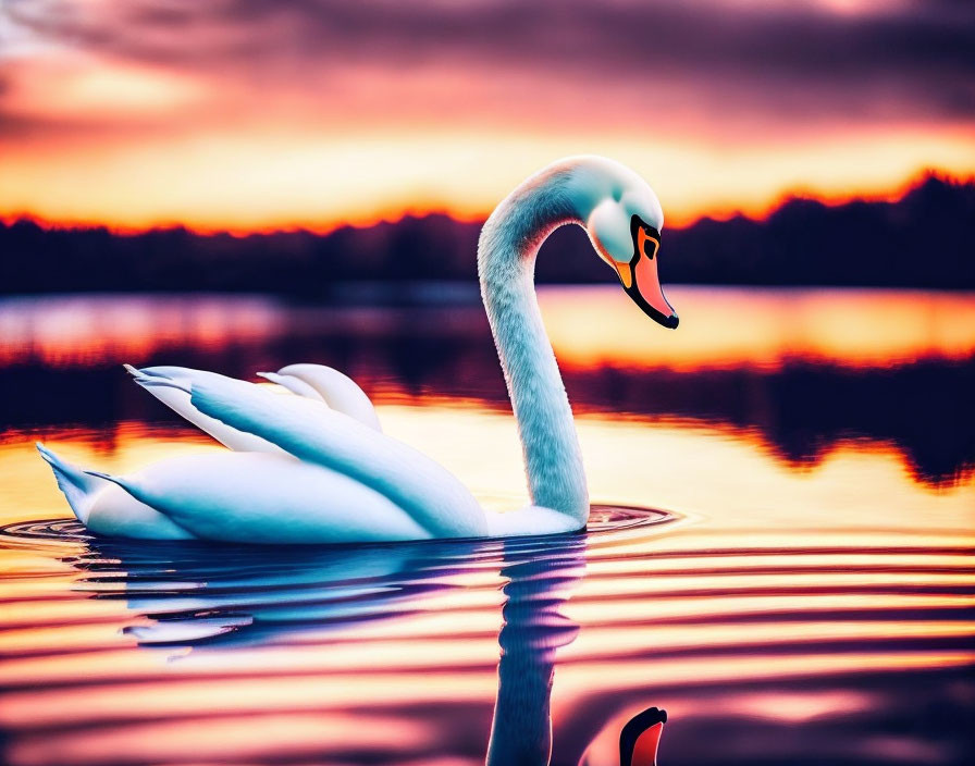 Swan gliding on calm lake with sunset reflections