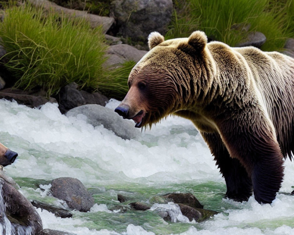 Brown bears near stream with one roaring, surrounded by greenery.