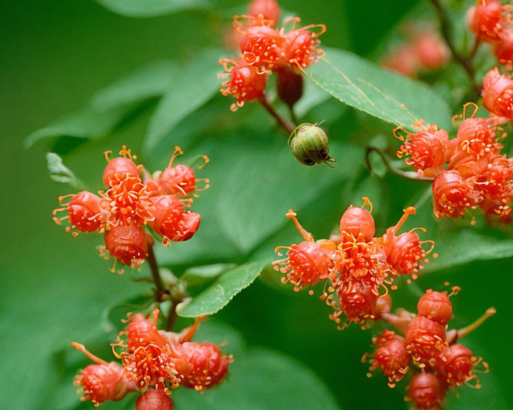 Vibrant red flowers with stamens on green shrub, focused bud.