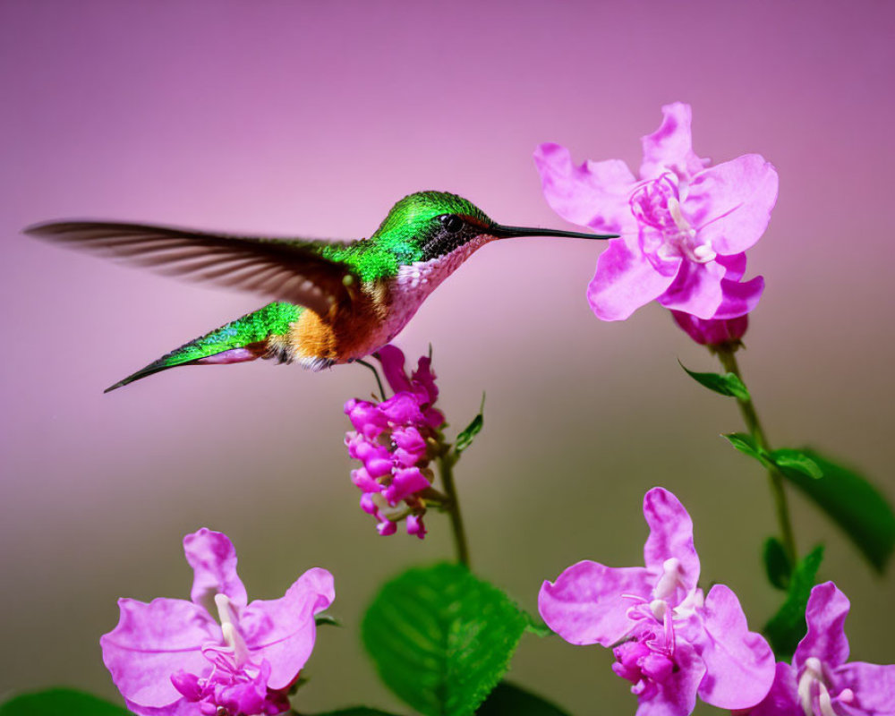 Colorful hummingbird near pink flowers on purple background