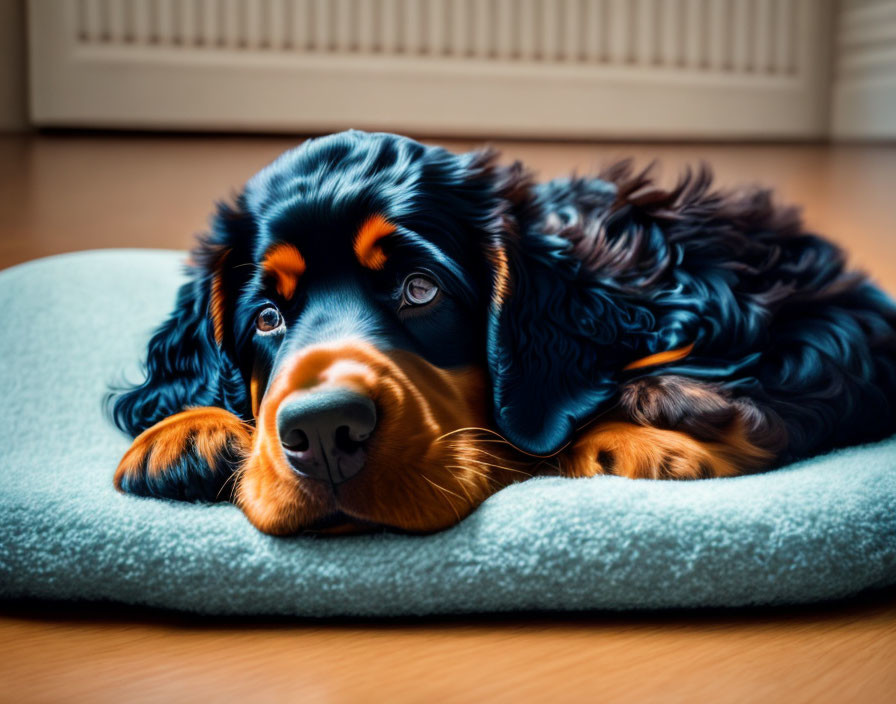 Black Dog with Brown Markings Resting on Blue Cushion indoors