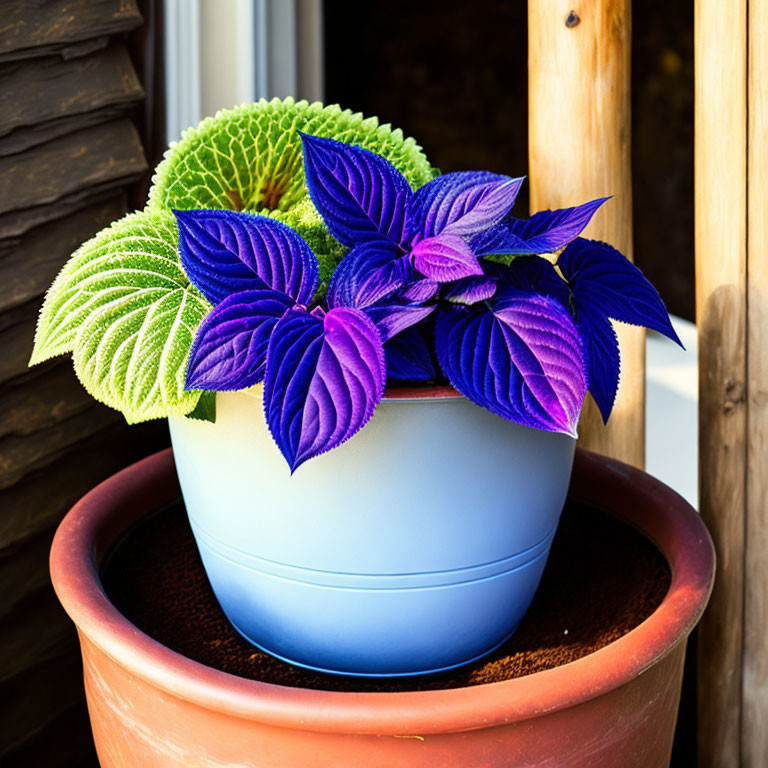 Colorful potted plant with green and purple leaves in blue pot, nested in terracotta plan