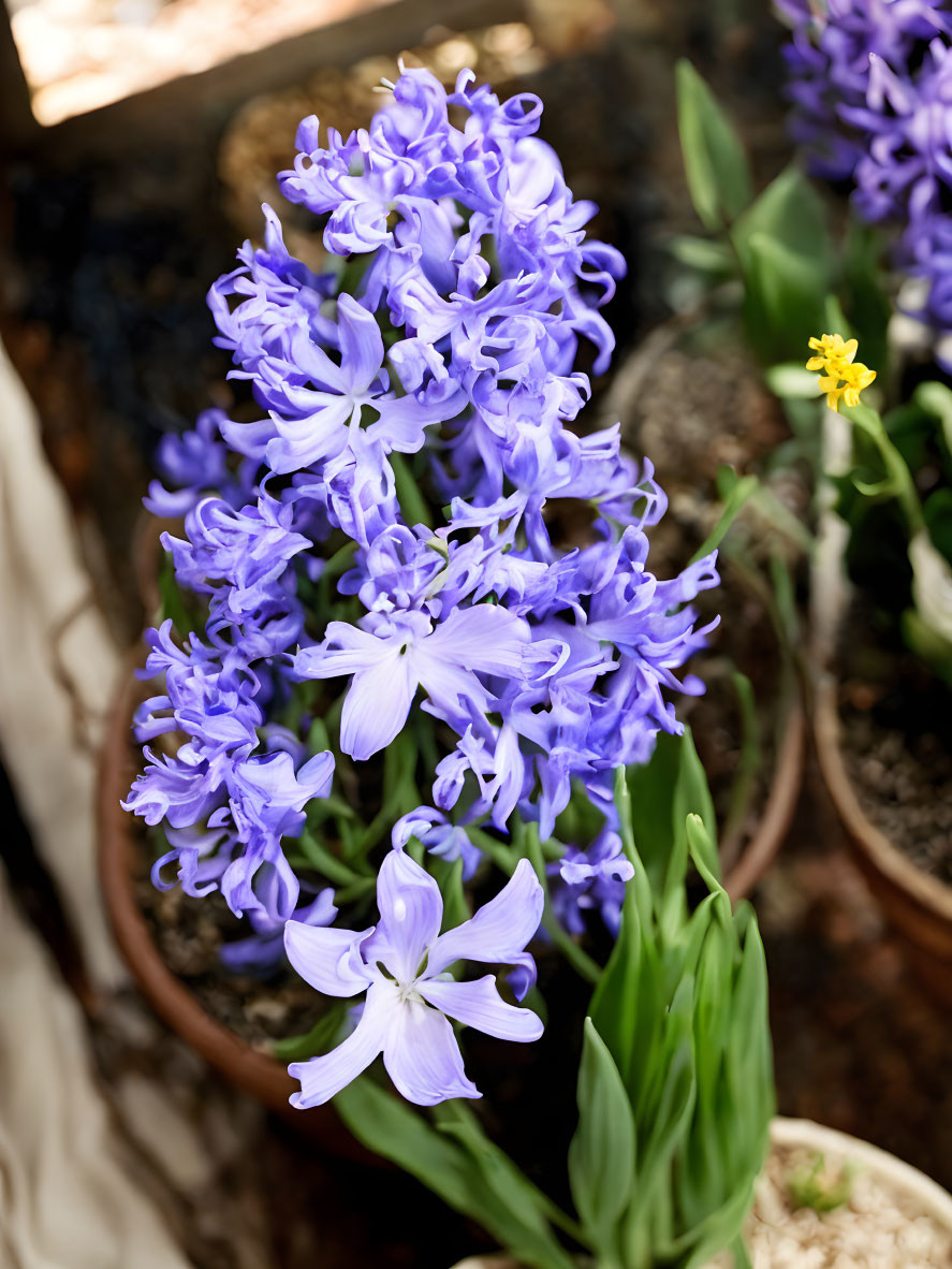 Purple Hyacinth Flowers in Full Bloom Against Blurred Background